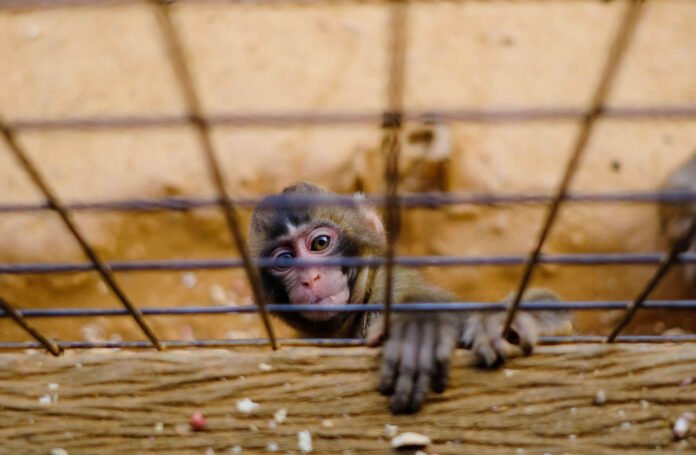 The Military Can Do a Lot to Fight COVID-19, But Leaders Are Holding it Back.